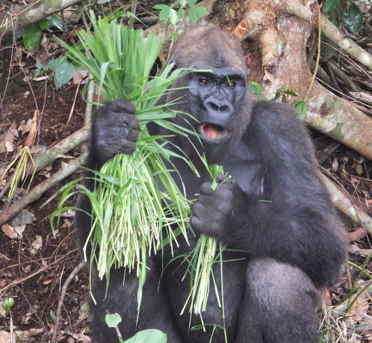 UeCongoBrazza's tweet photo. Sur le terrain : dans la Réserve Naturelle de la Lésio-Louna #RNLL et sa périphérie, les activités génératrices de revenus au profit des riverains se dévoilent au fil de la visite, tout en appréciant la richesse et l’incroyable potentiel en termes d'écotourisme de ce site. https://t.co/WdHTm9kGsm