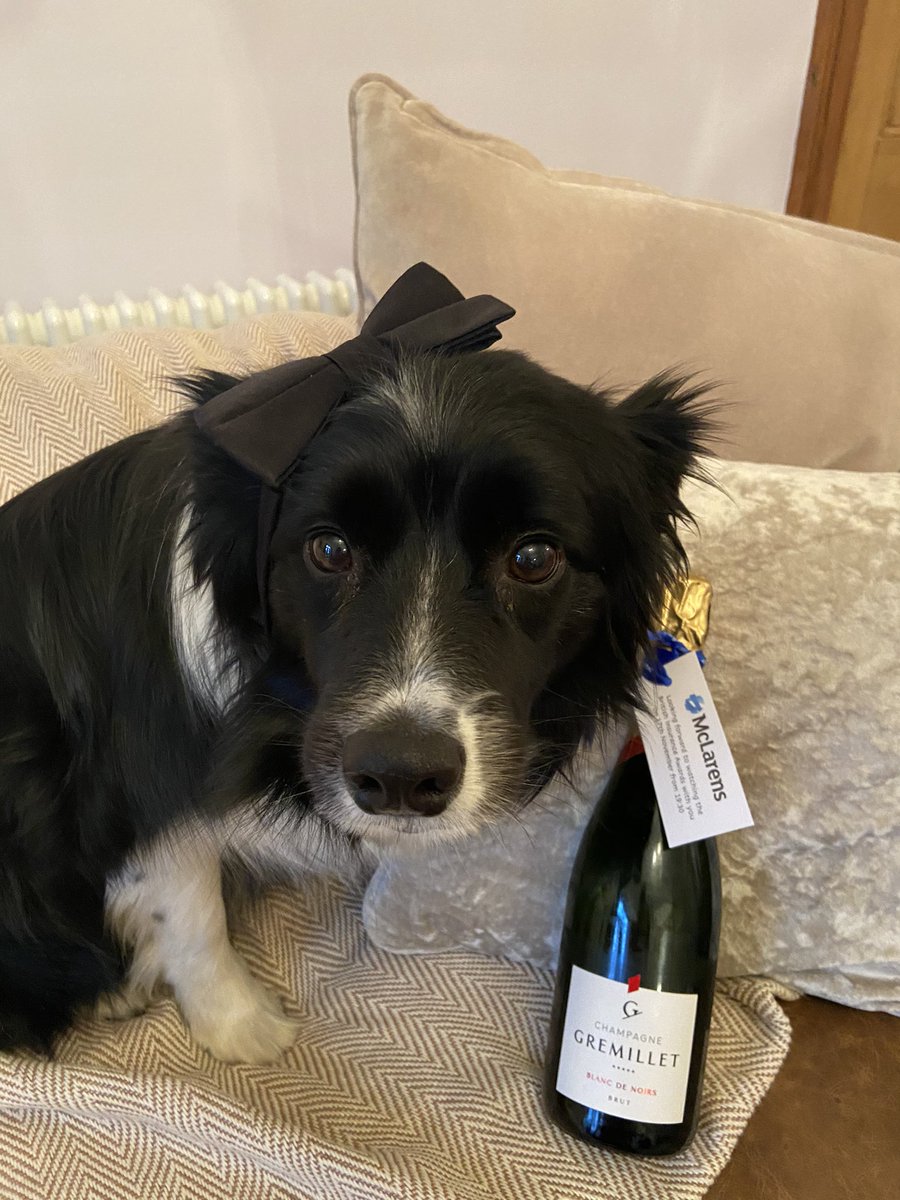 SandraKMcDo's tweet photo. Is it #BIA2020 time yet?! Jess is keen, already in black tie with champagne at the ready @Insurance_Post she looks nervous to find out if we’ve won Claims Initiative of the Year - Outsourced Partner for @McLarensGlobal 😬👏🐕‍🦺🍾 https://t.co/I25D8abCxA
