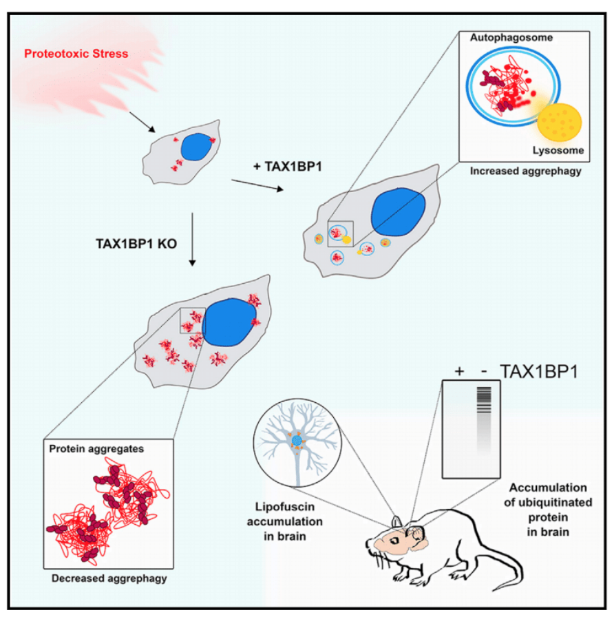 TweetALSMND's tweet image. Looking to leverage existing systems to clear out protein aggregates to tackle neurodegenerative diseases such as #ALS #MND?

@MolecularCell Loss of TAX1BP1-Directed Autophagy Results in Protein Aggregate Accumulation in the Brain bit.ly/32TWbUq @LabYoule