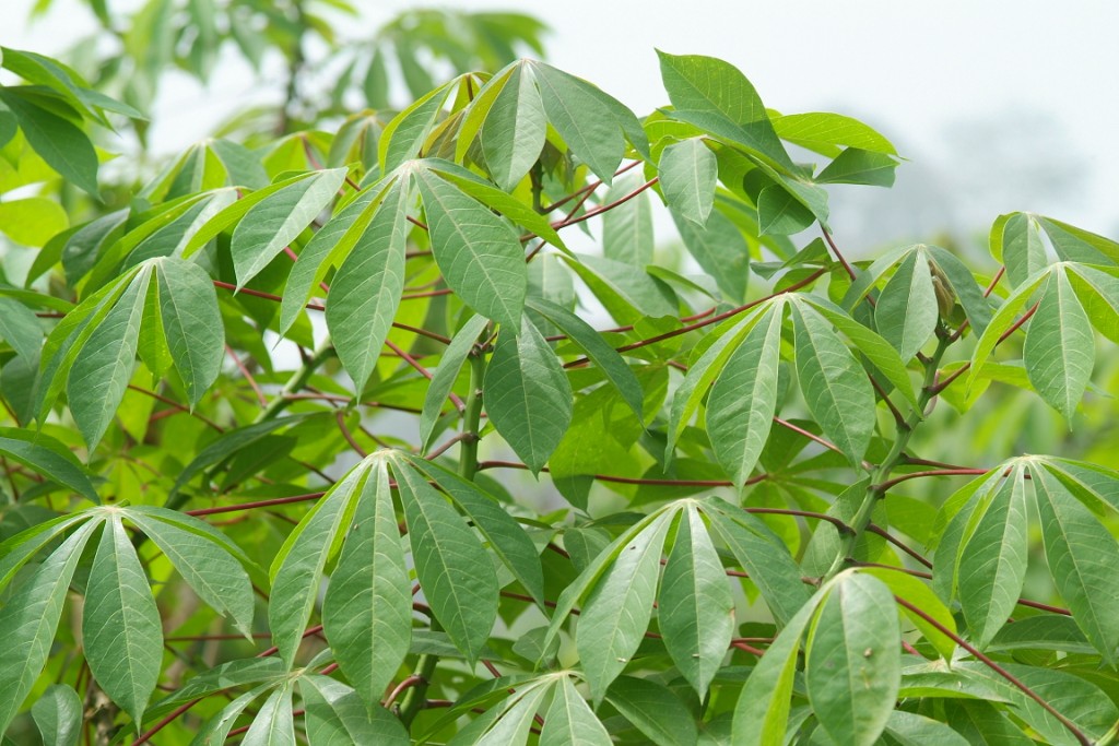 The <a href="/IITA_CGIAR/">IITA</a> BASICS-II project aims to transform the cassava #seedsystem by promoting #improvedvarieties thereby creating a community of #seedentrepreneurs across the cassava value chain in #Nigeria, #Tanzania &amp; other African countries. DETAILS HERE: cassavamatters.org/BASICS-II/
