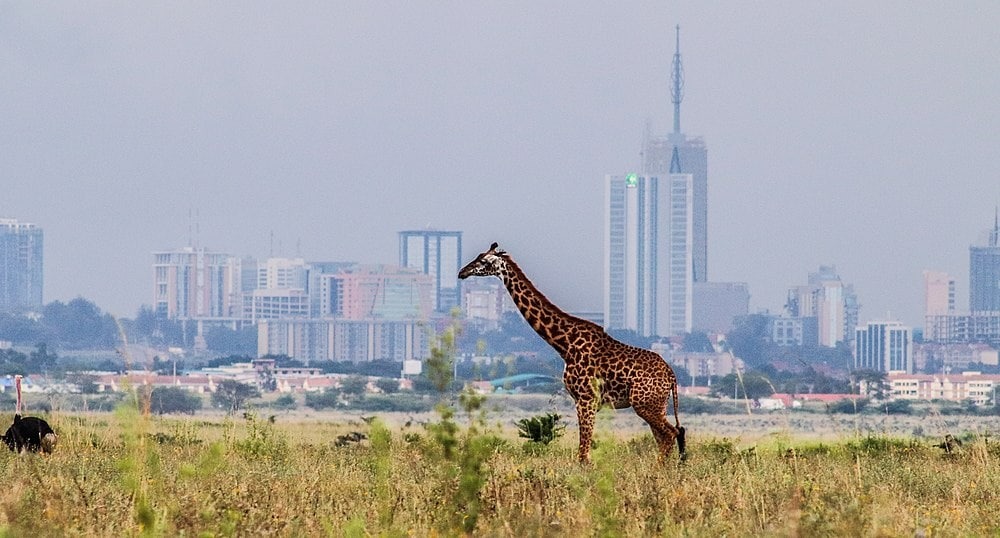 SotM Africa 2025 (@sotmafrica) on Twitter photo OpenStreetMap Africa is excited to announce that State of the Map Africa 2021 will be held in Nairobi, Kenya on 19-21 November 2021! A big thank you to all of the bidding teams! #sotmafrica <a href="/osmkenya/">OpenStreetMapKE</a> <a href="/sotm/">State of the Map</a> <a href="/hotosm/">Humanitarian OpenStreetMap Team</a> <a href="/youthmappers/">YouthMappers</a> Karibuni Nairobi! wiki.openstreetmap.org/wiki/State_of_… OpenStreetMap Africa is excited to announce that State of the Map Africa 2021 will be held in Nairobi, Kenya on 19-21 November 2021! A big thank you to all of the bidding teams! #sotmafrica <a href="/osmkenya/">OpenStreetMapKE</a> <a href="/sotm/">State of the Map</a> <a href="/hotosm/">Humanitarian OpenStreetMap Team</a> <a href="/youthmappers/">YouthMappers</a> Karibuni Nairobi! wiki.openstreetmap.org/wiki/State_of_…