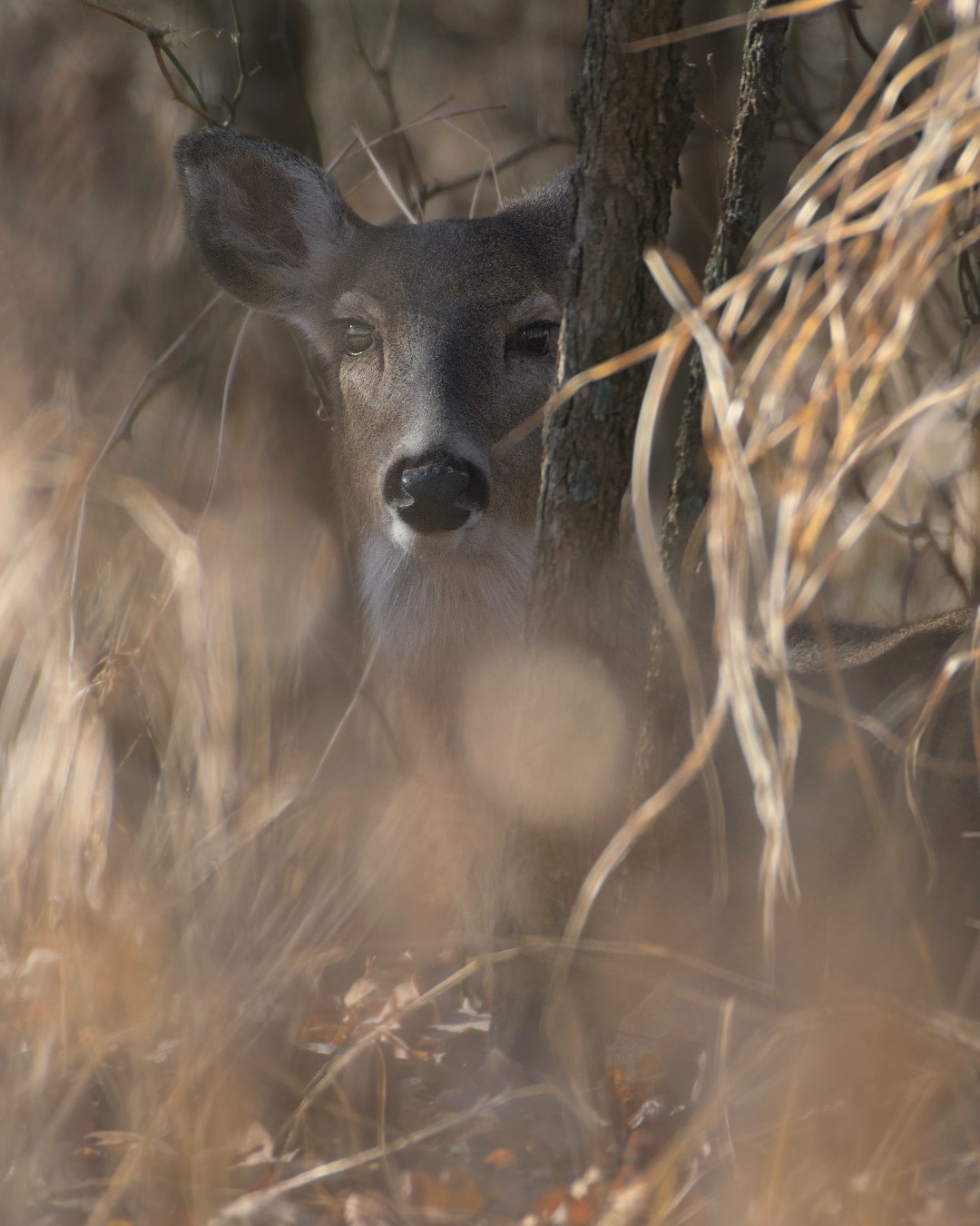 Oklahoma Department of Wildlife Conservation on Twitter "Join experts