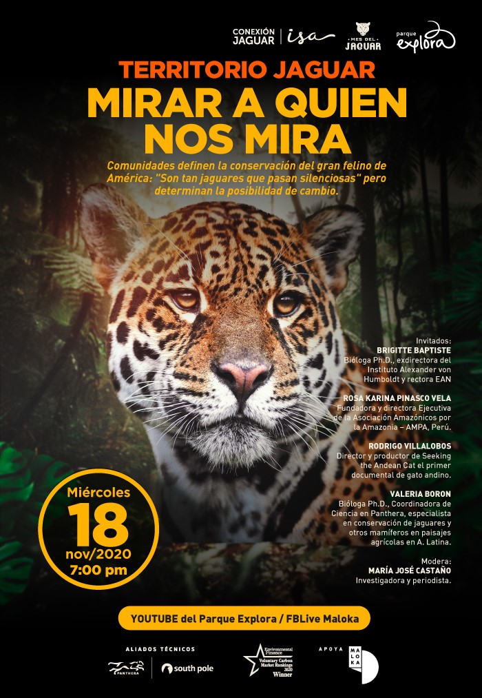 southpoleglobal's tweet photo. En 2020, el Mes del Jaguar llega, una vez más, para celebrar la presencia del gran felino de América. Acompáñanos este miércoles 18 de noviembre a las 7:00 pm (hora colombiana) para hablar con Brigitte Baptiste, Rosa Pinasco, Rodrigo Villabos, Valeria Borgon y María José Castaño. https://t.co/M4GLprj8z5