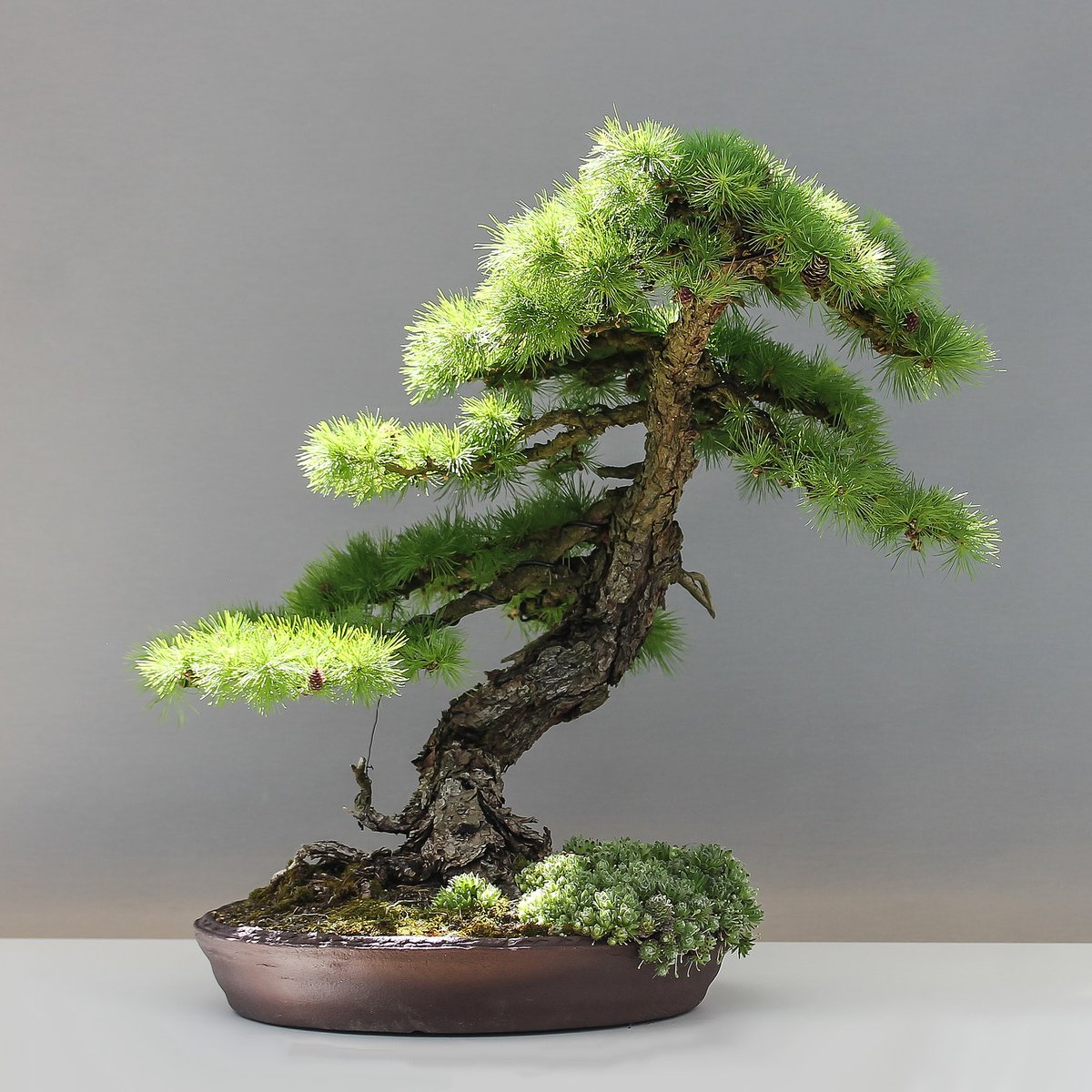 BonsaiSakura_'s tweet photo. Arte, tradición #Bonsai en #instagram @bonsaisakira_ 

#bonsai #bonsaiart #bonsailovers #bonsaiworld #bonsaigarden #bonsaiwork #bonsaigram #盆栽 
 #盆景 #bonsaitrees #분재  #bonsaipassion #spain #ficus #bonsaitree https://t.co/ZRkQelA9wD