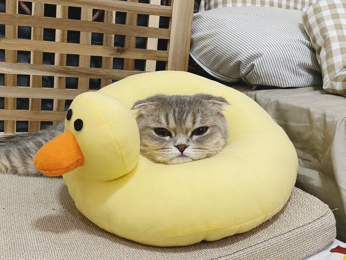 น้องเป็ดเท่มั่กวันนี้ 🐥🐥🐥