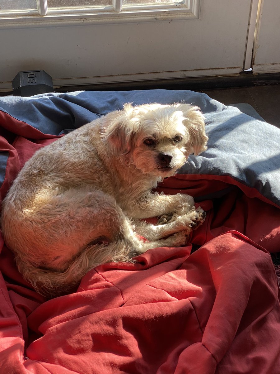 kimhendrix80's tweet photo. Zaboogaloo is not into this class but I am “iLogic for Vault”. #AU2020 #PetsofAU https://t.co/4vI3AYXmcy