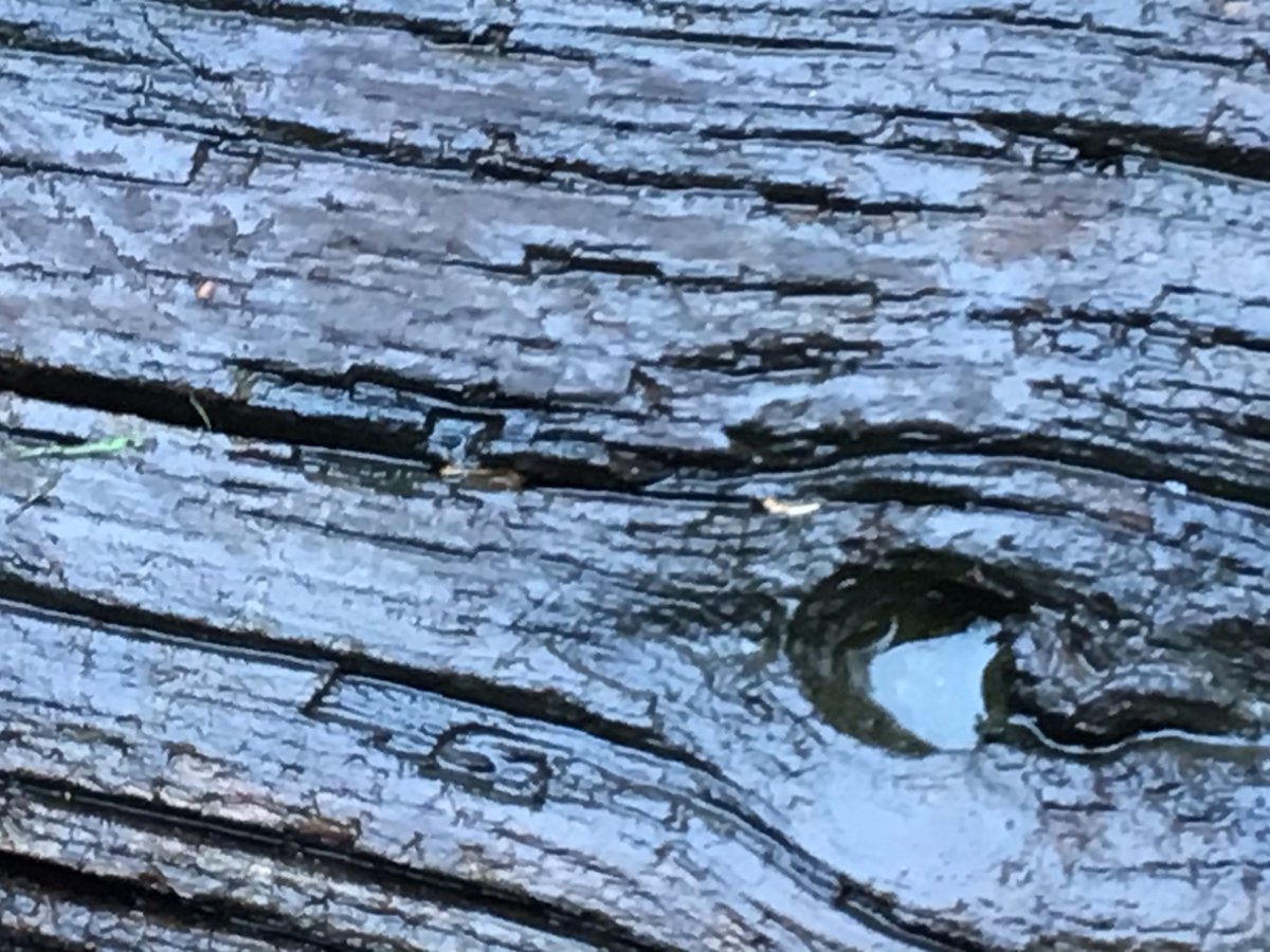 Outdoor Ed tweet media