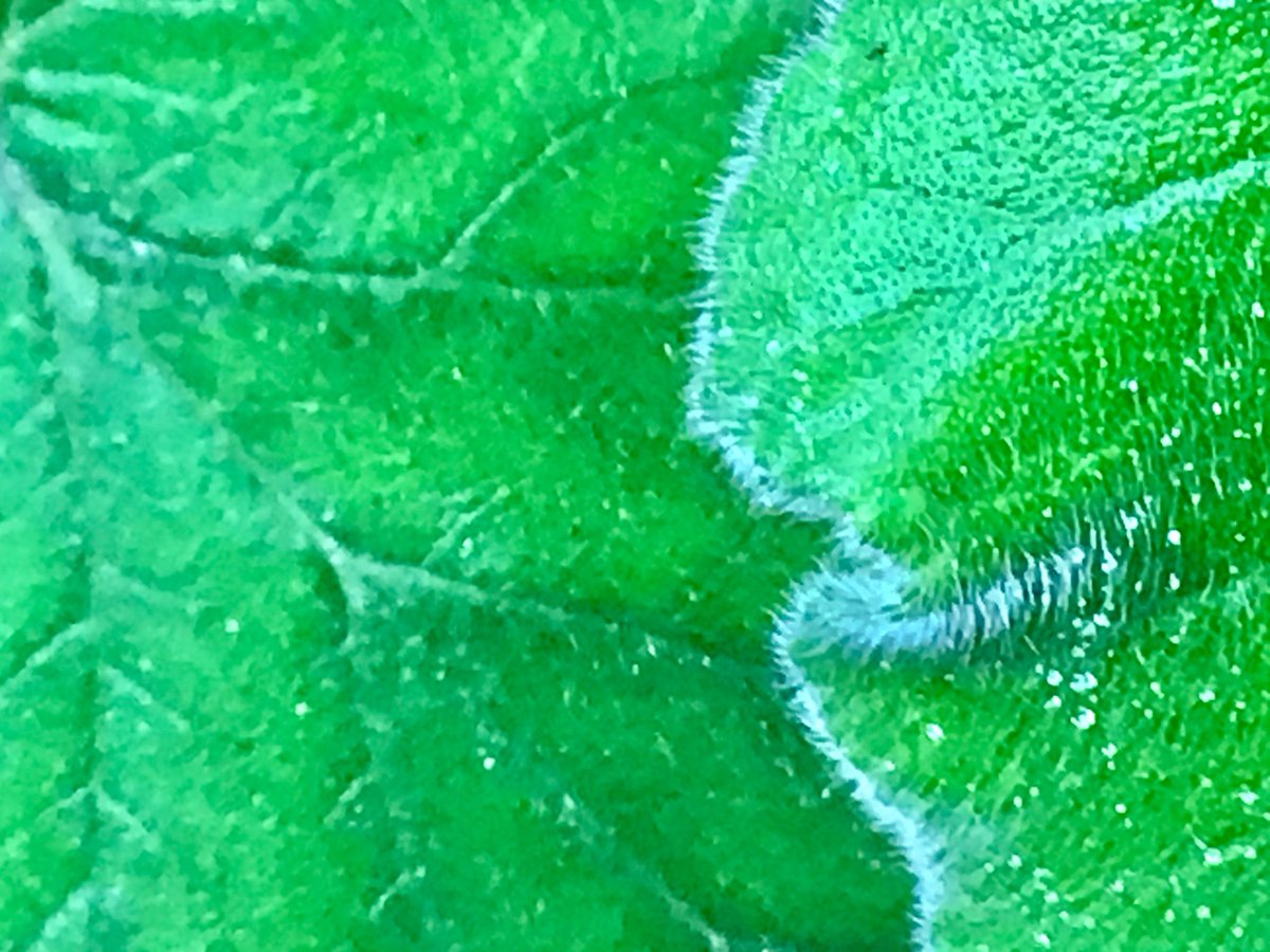 Outdoor Ed tweet media