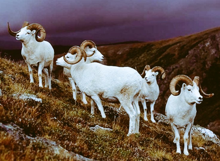 XanaduYowler's tweet photo. @NatlParkService I've seen bighorns cruise up steep terrain with the confidence and style of Fast Eddie nonchalantly easing into a pool room. #RamsHouse #SoBoss https://t.co/zYCRXqOEDd