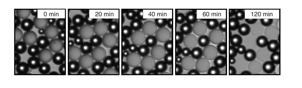 Not only that, but after watching mixed populations of droplets together over time we noticed evidence of oil transfer from the predator droplets to the prey, seen by changes their optical properties over time.