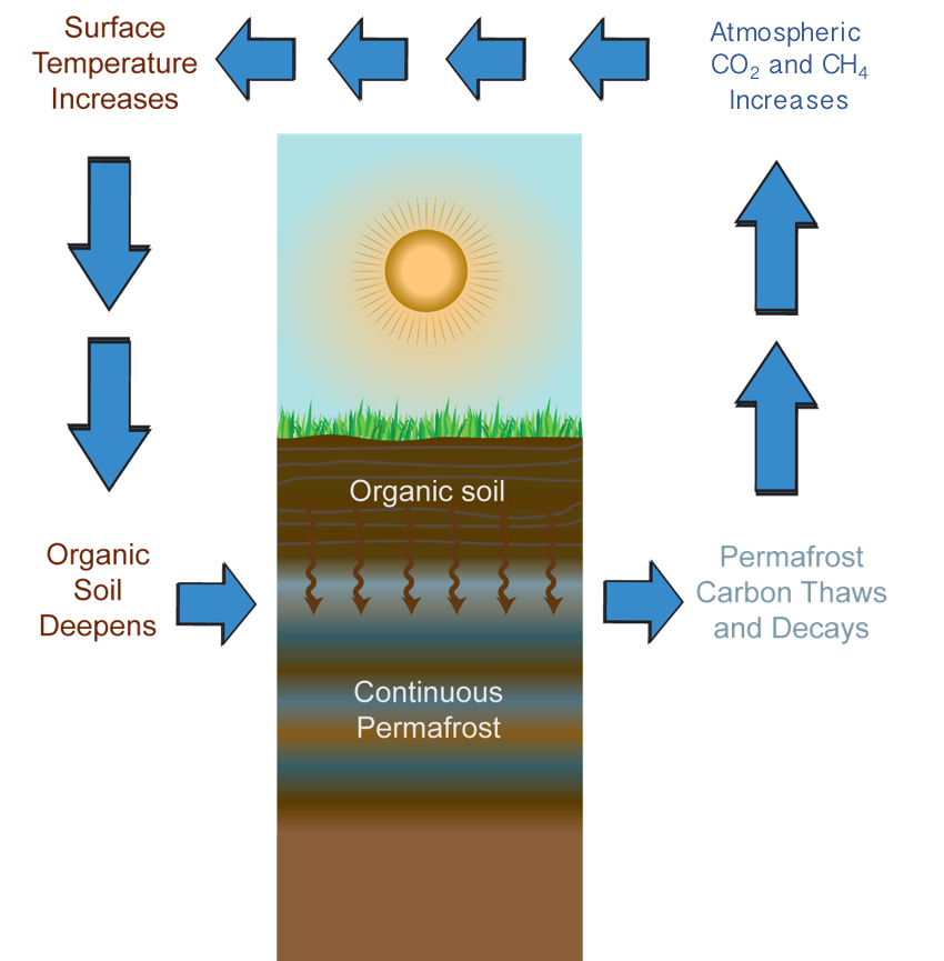 This cartoon describes the permafrost carbon feedback to climate. Permafrost has been a global freezer for biomass, cooling our climate for millennia. That organic matter is now warming up & thawing. Microbes produce GHGs, which end up in the atmosphere causing more warming. 2/