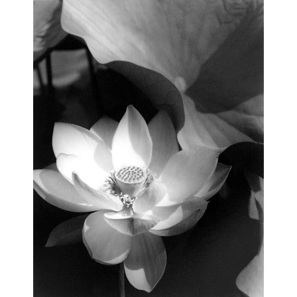 #ArtCollection #picoftheday Lotus, Mt. Kisco, New York
Artist: #EdwardSteichen
Date: 1915
Dimensions: Overall: 11 x 14 in. (27.9 x 35.6 cm)
Medium: Silver gelatin
