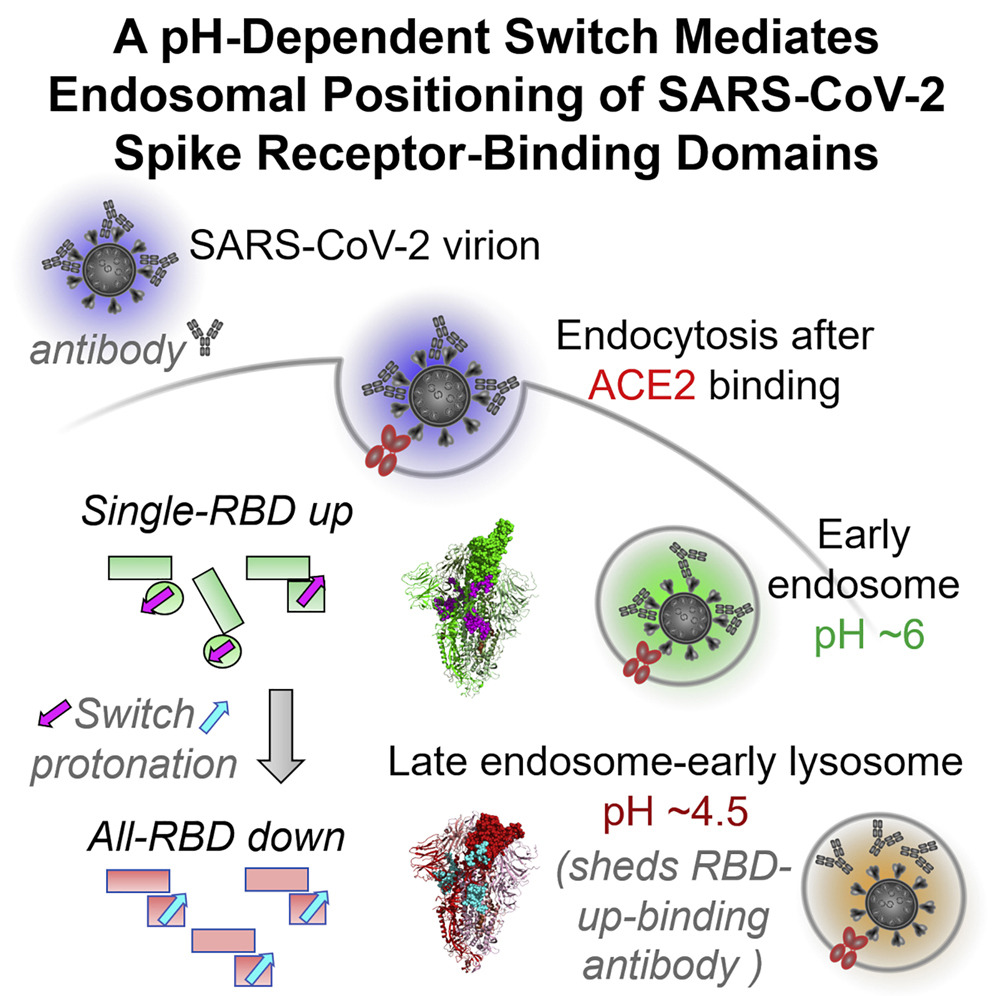 SARS-CoV-2 Spike undergoes pH-Dependent Switch: Structures of #SARSCoV2 spike, bound by ACE2 &amp;ligand free, reveal pH-dependent switch to mediate RBD positioning. At low pH, spike adopts all-RBD-down conformation-potentially allowing #antibody evasion cell.com/cell-host-micr…