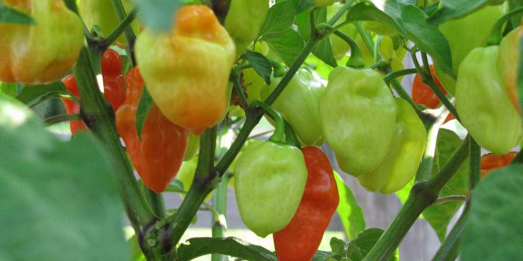 Maymont's tweet photo. ๐ฅฌ๐ฅ๐ฅ๐
Join Environmental Educator Irmarie for Virtual #ToddlerTime as she takes your toddler to Jack's Vegetable Garden to learn how to create a vegetable #garden at home! There is still time to do some fall planting! https://t.co/l8kvMlHLeH #maymont #rvaparenting #rva https://t.co/VdmESX56PW