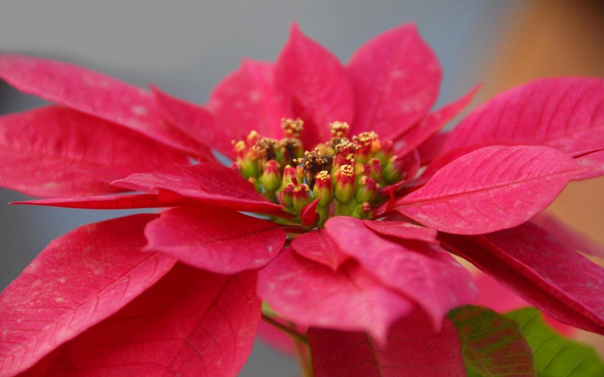 mexdesconocido's tweet photo. La Nochebuena es la flor icónica de la Navidad. Te contamos más de esta flor mexicana. https://t.co/JhNzO3R0pp https://t.co/PKSsZ5B6mT
