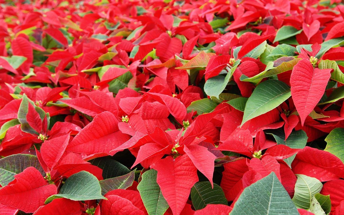 mexdesconocido's tweet photo. La Nochebuena es la flor icónica de la Navidad. Te contamos más de esta flor mexicana. https://t.co/JhNzO3R0pp https://t.co/PKSsZ5B6mT