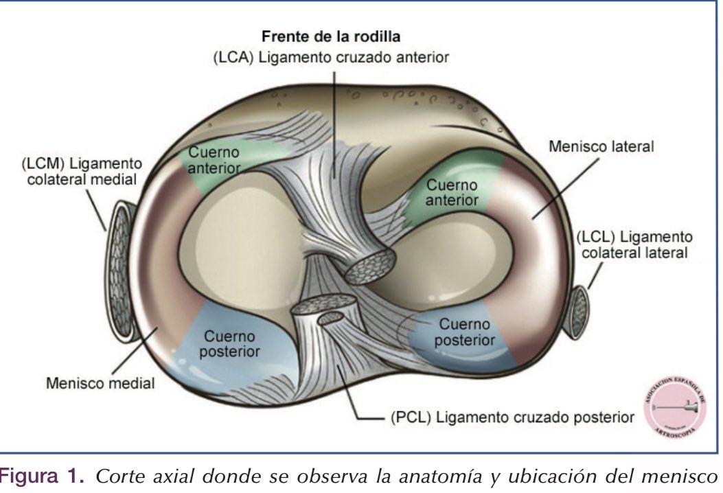 Rotula Netter La Anatomía De La Rodilla Anatomía De El Rodilla Articulación