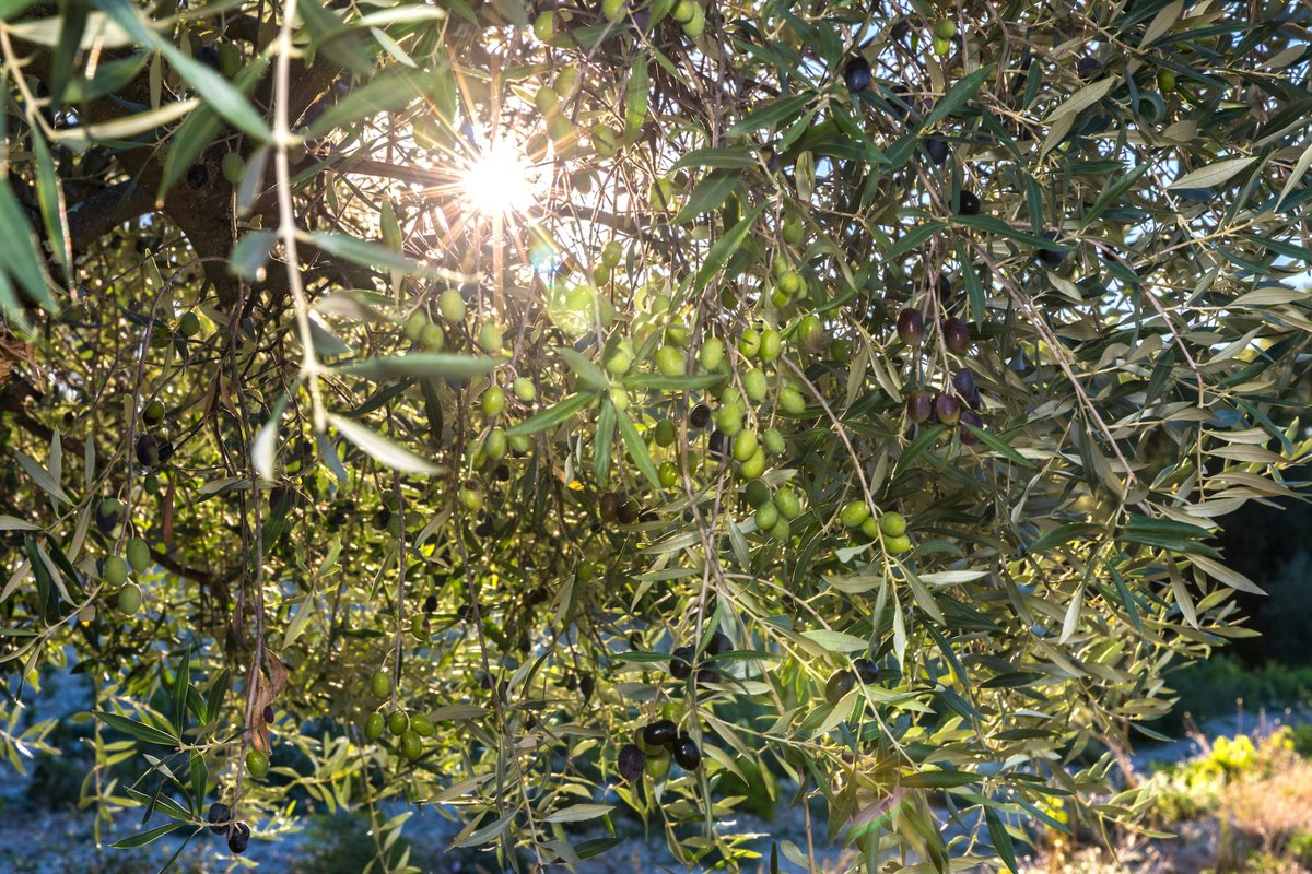 Not long until these wonderful Olives are ready to be harvested!

Dans peu de temps, ces merveilleuses olives seront prêtes à être récoltées !

#olives #oliveharvest #harvest #autumn #olivesandvines