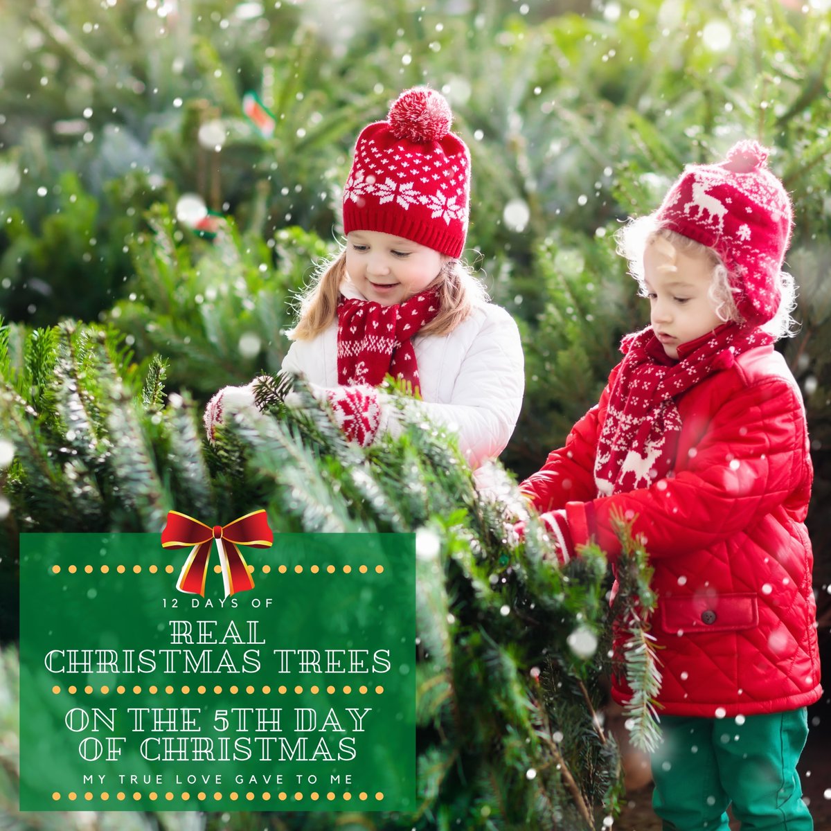 RealTrees's tweet image. On the 5th day of Christmas my true love gave to me, Seedlings to grow a Real Christmas Tree! Once Christmas Trees are harvested, new seedlings are planted to replace the harvested trees. #RealChristmasTrees #NationalChristmasTreeAssociation #Christmas #ChristmasTree #family