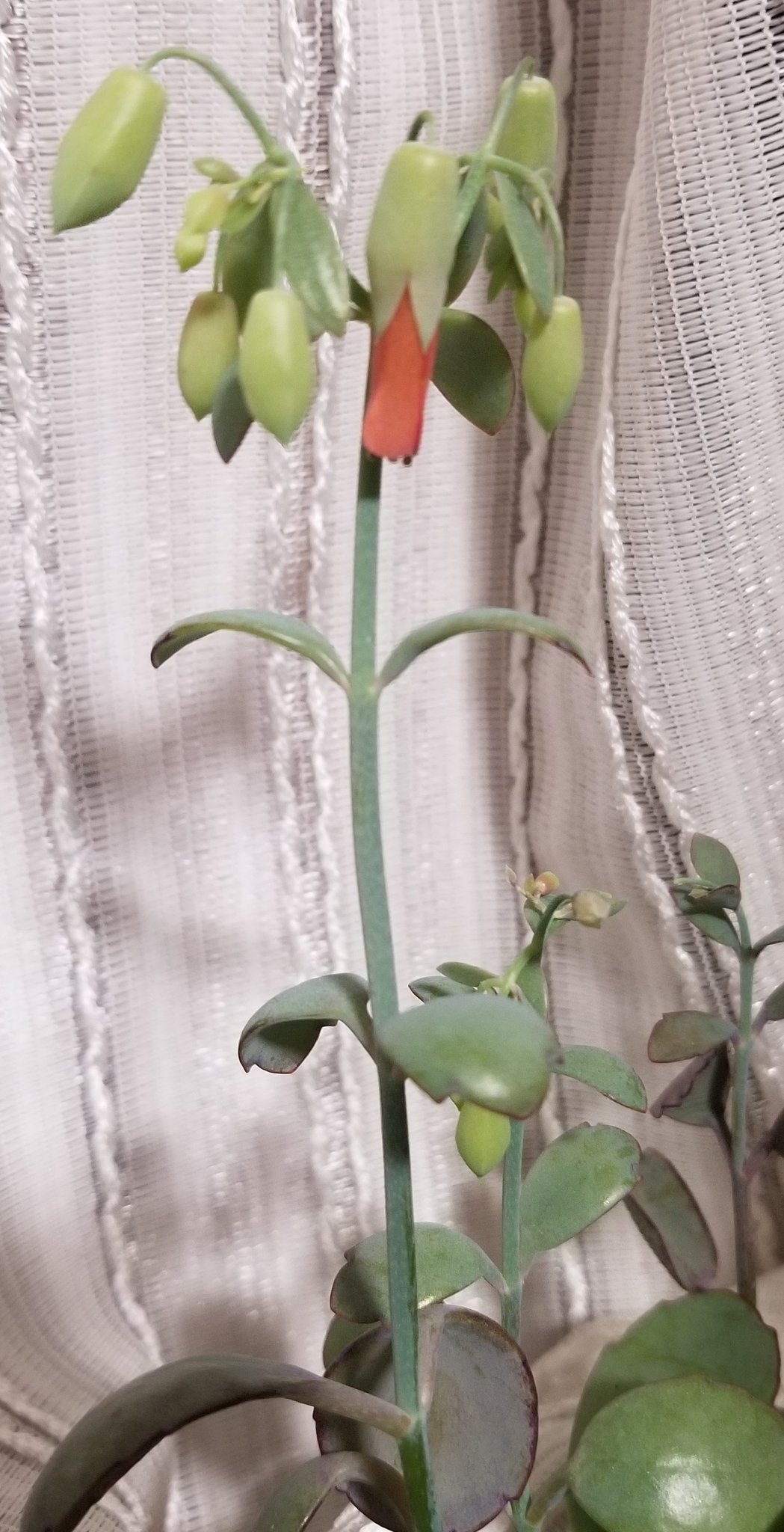 Rath 1217 フィシフォルメ コノフィツム のお花が2つ咲いた カランコエリンリン 胡蝶の舞も ちょっと咲きそう ヾ ノ Rath 1217 フィシフォルメ コノフィツム のお花が2つ咲いた カランコエリンリン 胡蝶の舞も ちょっと咲きそう ヾ ノ