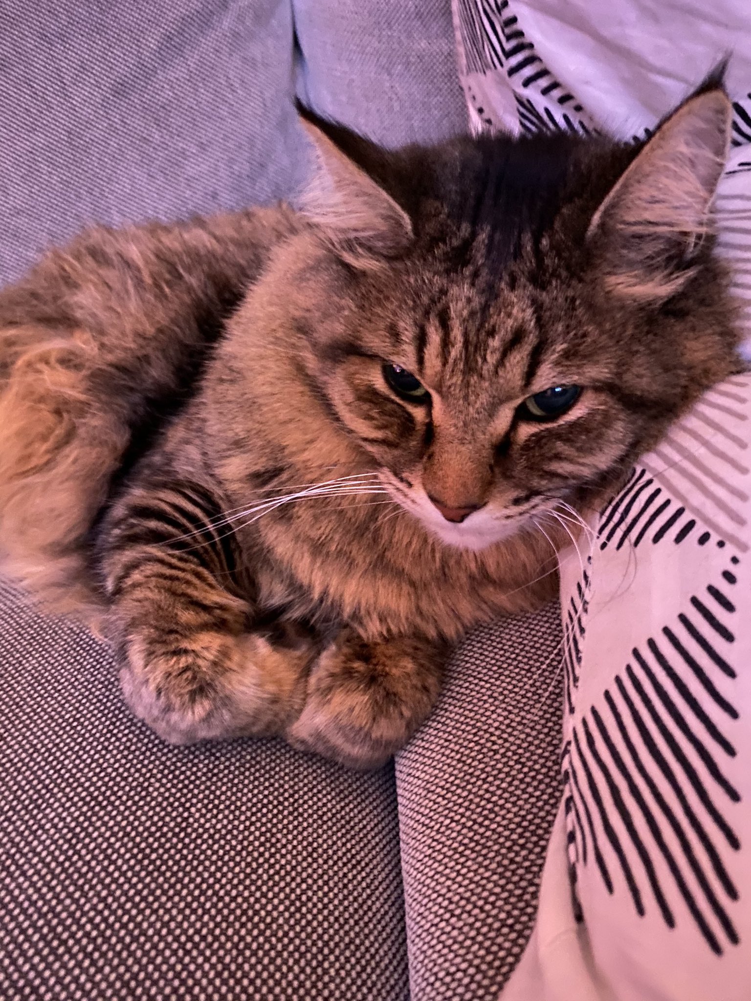 Jacksepticeye on Twitter "1 like = 1 pet https//t.co/VlHLCM4ExK