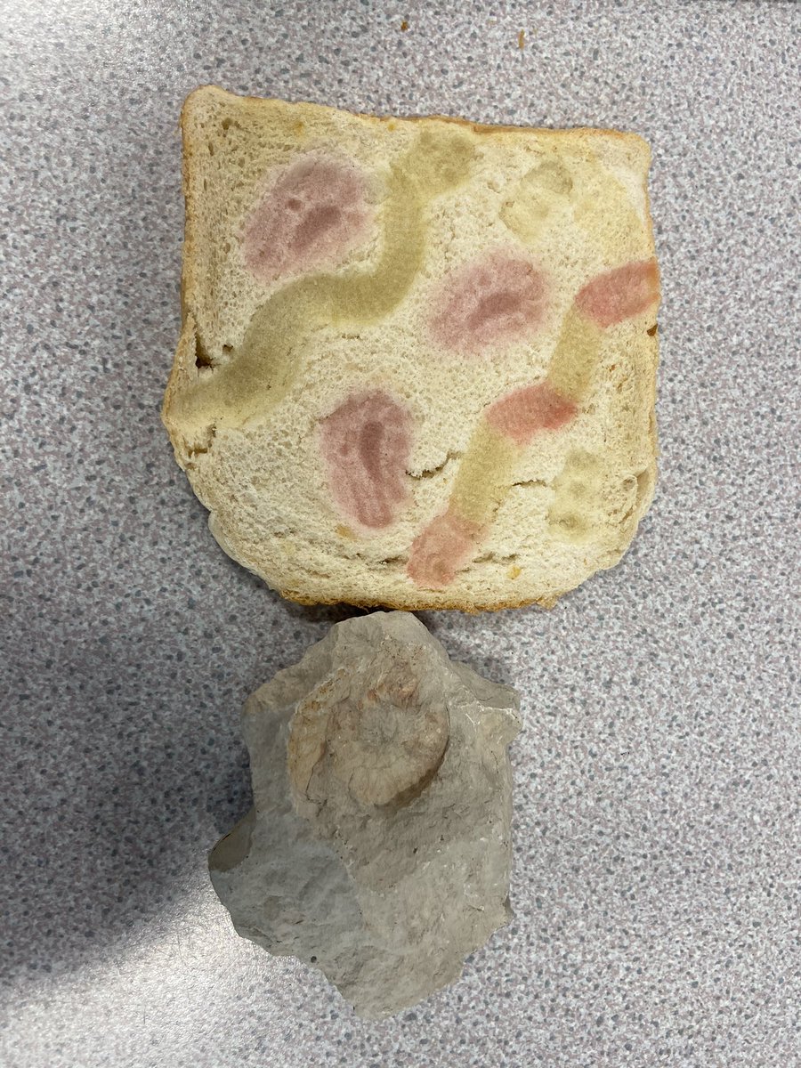 DringhousesPS's tweet photo. Following on from last week, and as part of their observing changes over time experiment, Class 10βs βfossilβ was unveiled today! Can you guess the creatures they belong to? π π β° #dringscience https://t.co/6ZWs5xXqqe