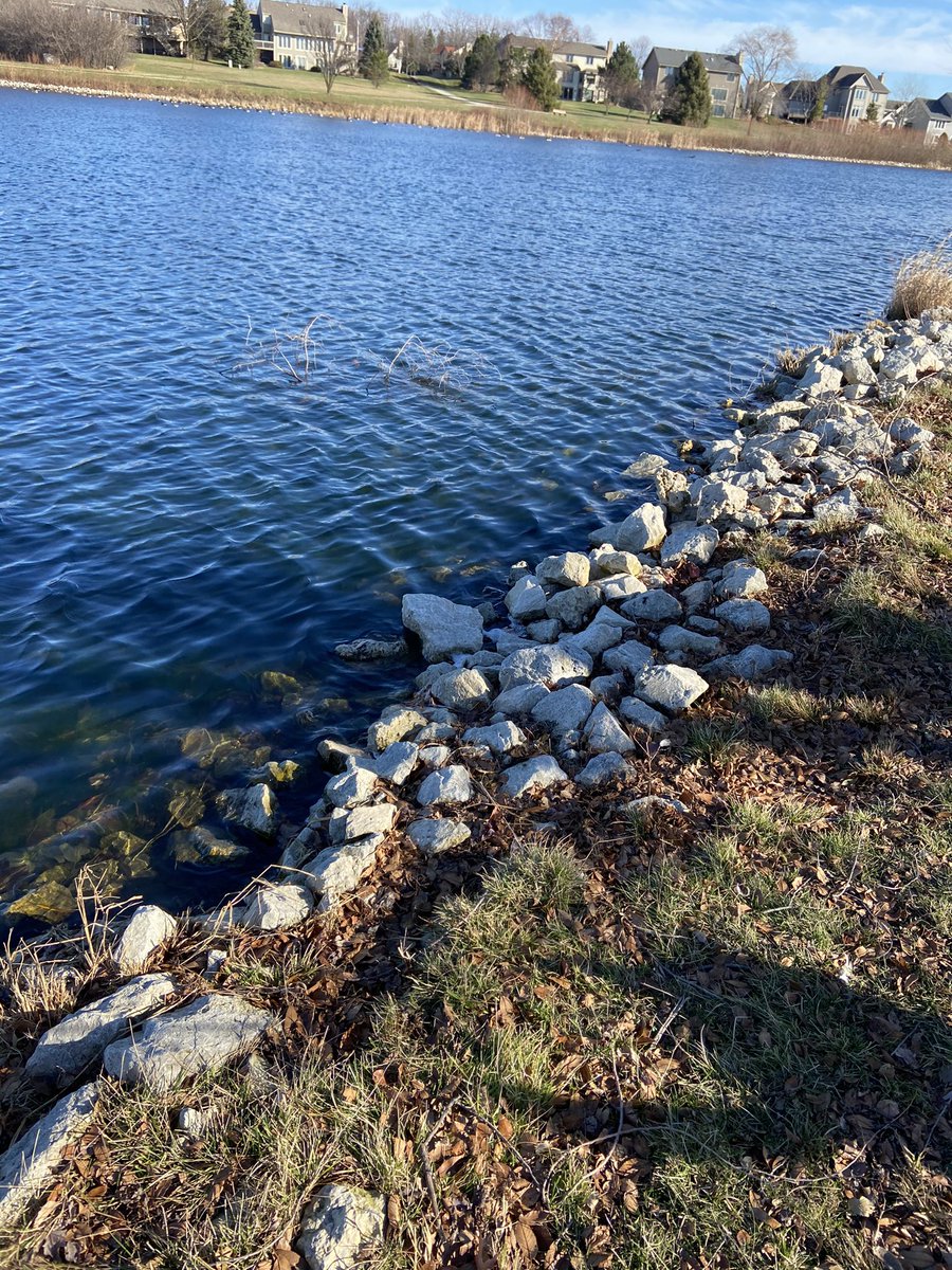 Carly Lehman - APES (@cl508445apes) on Twitter photo The small lake by my house is surrounded with this rip-rap that prevents erosion of the sediment underneath it. This is a great way to minimize the amount of suspended solids in the lake that can clog fish gills and decrease the aquatic population. <a href="/franklinlorax/">APES Project Lorax</a> #apeswater The small lake by my house is surrounded with this rip-rap that prevents erosion of the sediment underneath it. This is a great way to minimize the amount of suspended solids in the lake that can clog fish gills and decrease the aquatic population. <a href="/franklinlorax/">APES Project Lorax</a> #apeswater