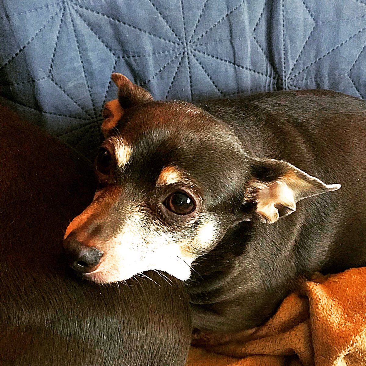 sarahanunn's tweet photo. Shyla Mae is sighing loudly while contemplating her place in the universe. She’s just a smol dog with a tiny noggin after all...
💙
#DeepDogThoughts #TuesdayMorning #Chihuahua #SeniorDog #AdoptDontShop #RescueDog #dogsoftwitter https://t.co/b6I0UoSFLB