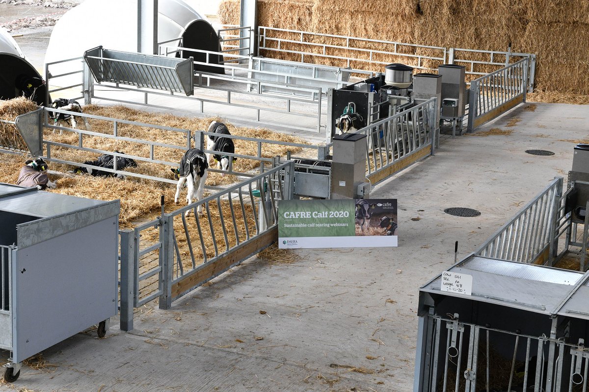 DiscoverCAFRE's tweet photo. Don't forget to join us on the first of our series of CAFRE calf events - Calf House Design. 

📅Thursday at 8pm - 9pm
📍WebEx

For further details and how to join: https://t.co/KzggUkHBOu https://t.co/Xj0lQ9QtRz