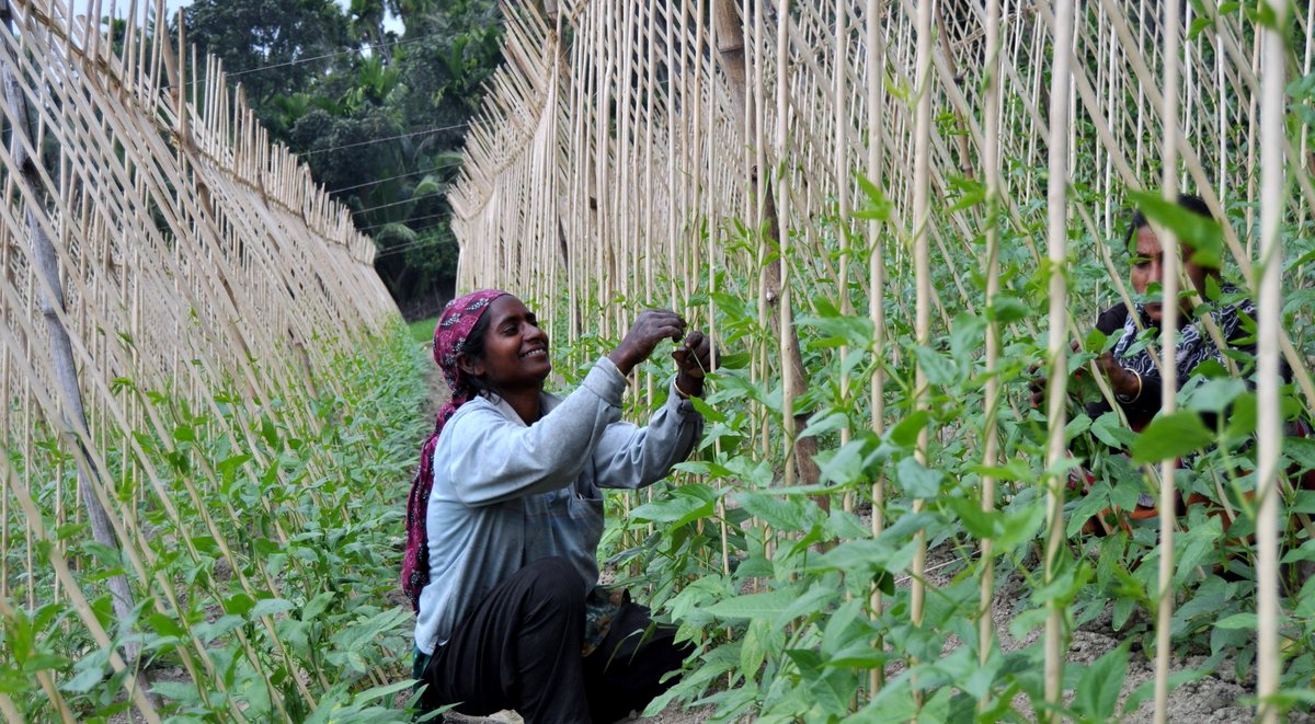 CNFA's tweet photo. To increase #agricultural productivity &amp; address #foodsecurity challenges, CNFA supported the development of the Agro-Input Retail Network #AIRN in #Bangladesh–a network providing high-quality technical training &amp; advisory services to support smallholder farmers. @USAIDBangladesh https://t.co/U7CqOEz98j