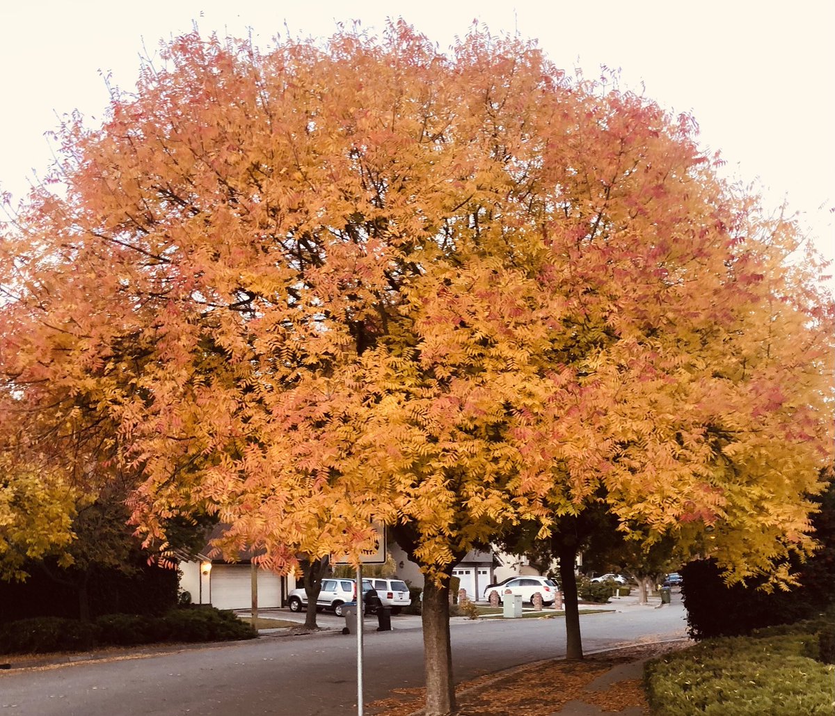 epellefsen's tweet photo. Last of the pictures from daily walks for a couple weeks (foot surgery π€¦ββοΈ). Enjoy the little things you come across today. #WalkIntoWonder https://t.co/2UG9Mf1Luz