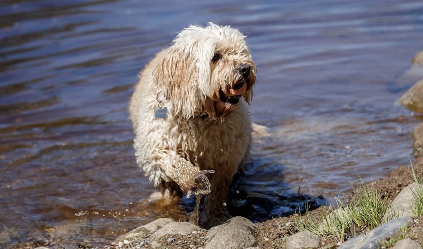 This is a really horrendous story of accidental and avoidable pollution that looks like it’s highly damaging to our rivers. We have to ask ourselves - do our pets really need routine flea treatment? Surely not at this cost. Please RT!! 👉🏼 bit.ly/2IAHQFC