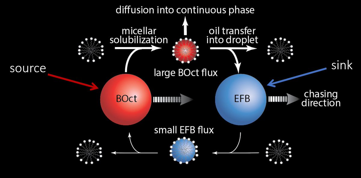 Together these observations led to our proposed mechanism: the selective dissolution of one of the oils by the surfactant results in the directional exchange of oil through the surfactant solution from predator droplets (oil source) to prey (oil sink).