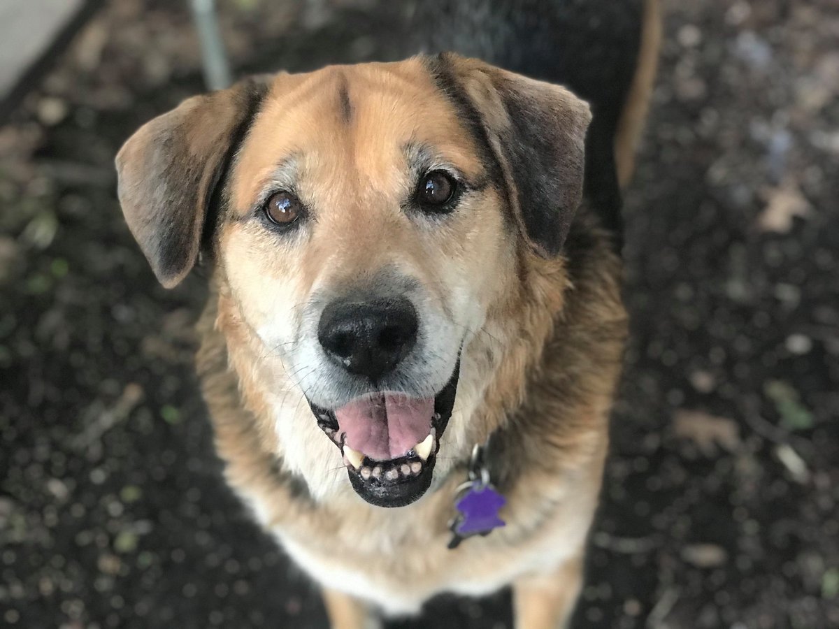 redemption_inc's tweet photo. Some of our beautiful dogs seeking forever homes! We appreciate your support! #GTMD20 https://t.co/771nDCFXuq