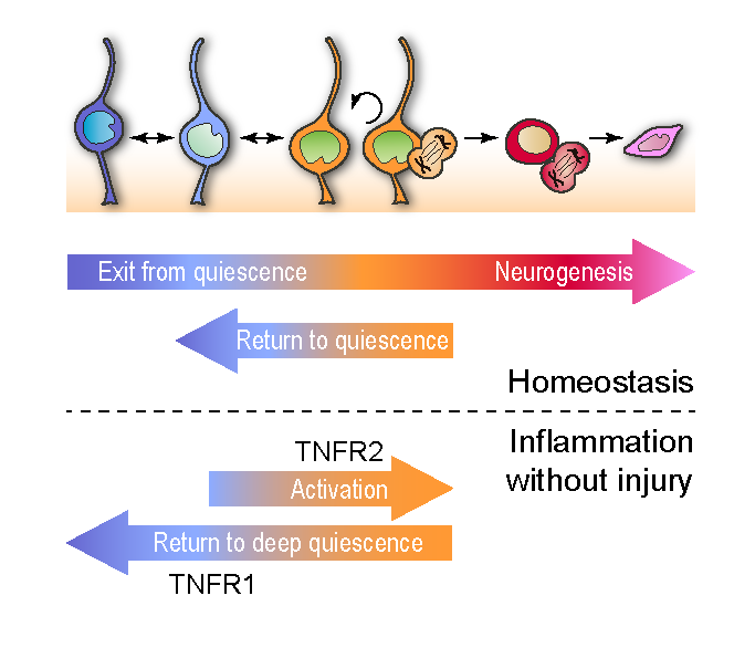 (8/9) Hope our work helps reconcile contradictory results of inflammation effects on  #neurogenesis. We found that TNFα, acting selectively through  #TNFR1 and  #TNFR2 alerts  #primedNSC to a transient non-productive activation that ends in a return to deep  #quiescence.