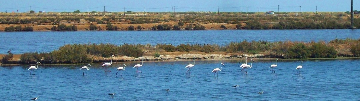 Next we have Tavira, the closest city to Santa Luzia, and the place where I went to high school. It's been inhabited by different cultures and peoples, has wonderful food, and there are also flamingos to be seen along its salt works (Salinas).