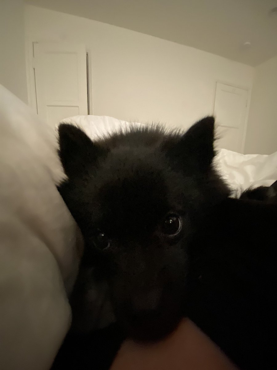 farrahrized's tweet photo. This is what I wake up to every morning at precisely 7am 👻 https://t.co/EhUx4HMfPn