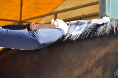 Shapleys's tweet photo. Cold weather is the perfect time to practice taming your horse's mane! Tips here: https://t.co/30hHaZPmuD https://t.co/ohjrCjQQRv