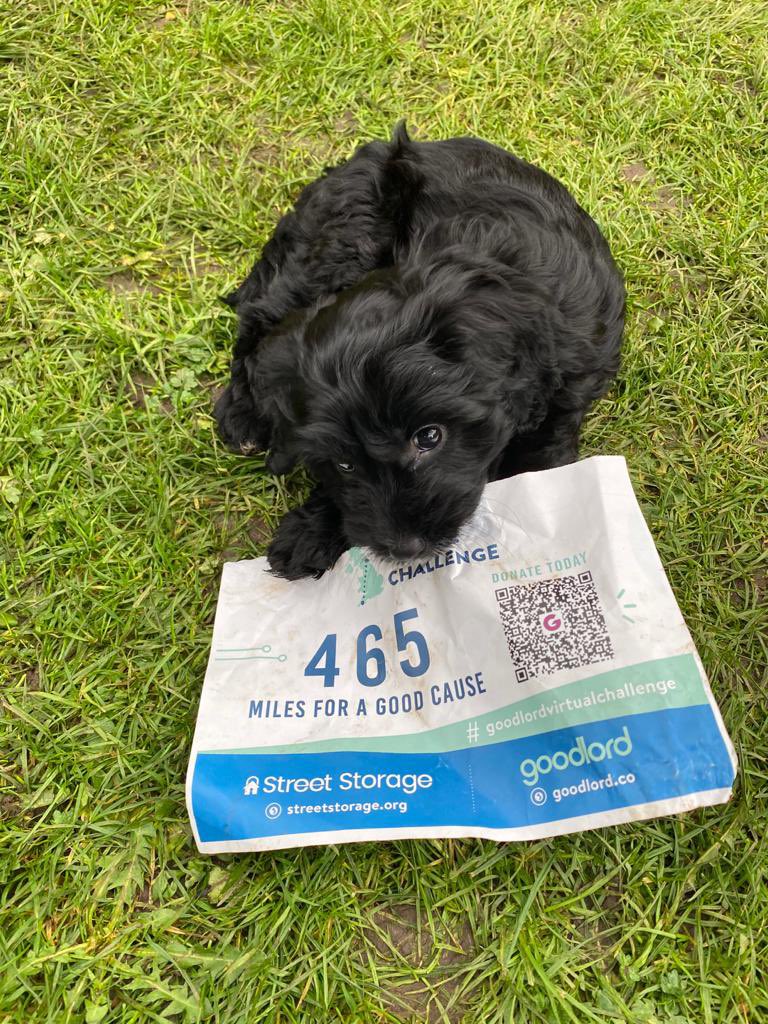 alexstee1e's tweet photo. Minnie asks can she do mini-miles to clock her walks? Her enthusiasm for @street_storage is too big for her little legs! https://t.co/atp9ux6ElP