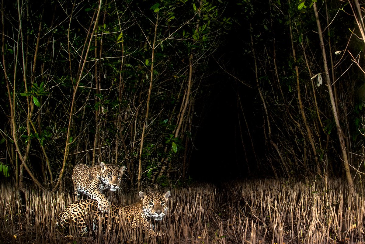 ConservOptimism's tweet photo. NEW BLOG: The Mangrove Photography Awards 2020 has given us a fascinating insight into the world of mangroves from all corners of the earth. 🌎🌍🌏

Check our latest blog by @MangroveProject to find out more! #ConservationOptimism

>>> https://t.co/VNQY2DhbYF https://t.co/Z14iagcDvp