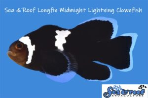OmegaSeaLLC's tweet image. We love this new Midnight Longfin Lightning Clownfish by Sea &amp;amp; Reef! This beautiful addition is one of eight longfin strains created by Sea &amp;amp; Reef through selective breeding.
bit.ly/3491uAo