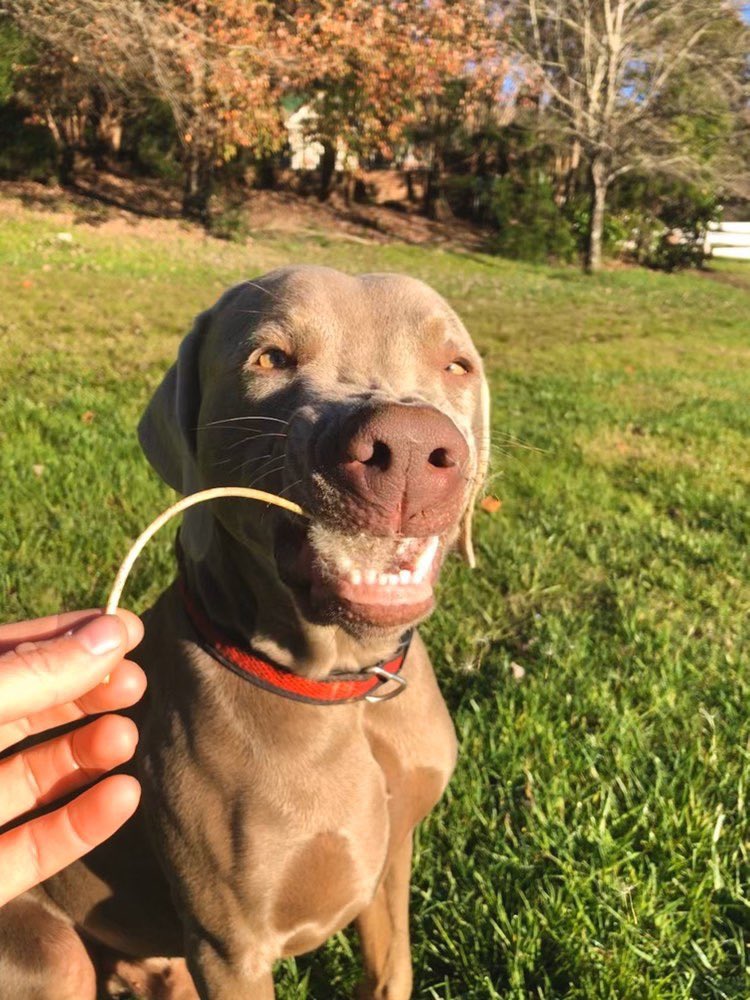 This is Rivers. He’s the dandelion inspector. Takes his job very seriously. 13/10 did not like this one