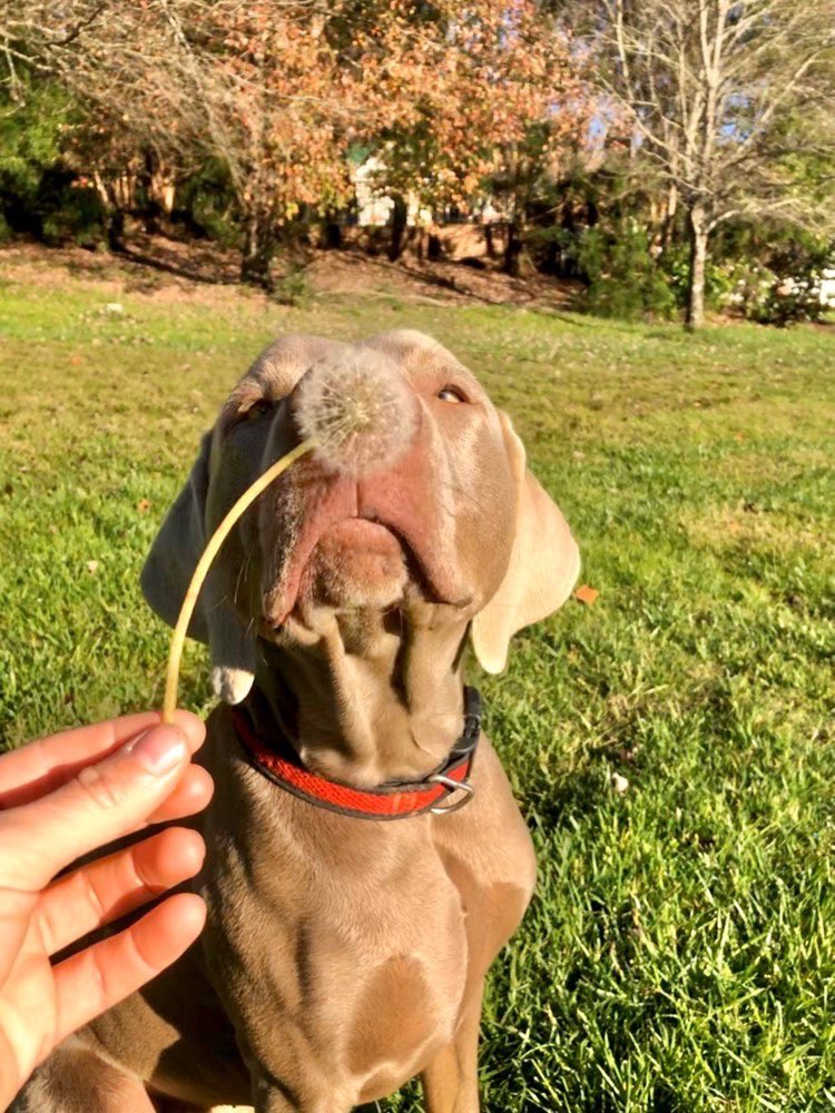 WeRateDogs tweet media