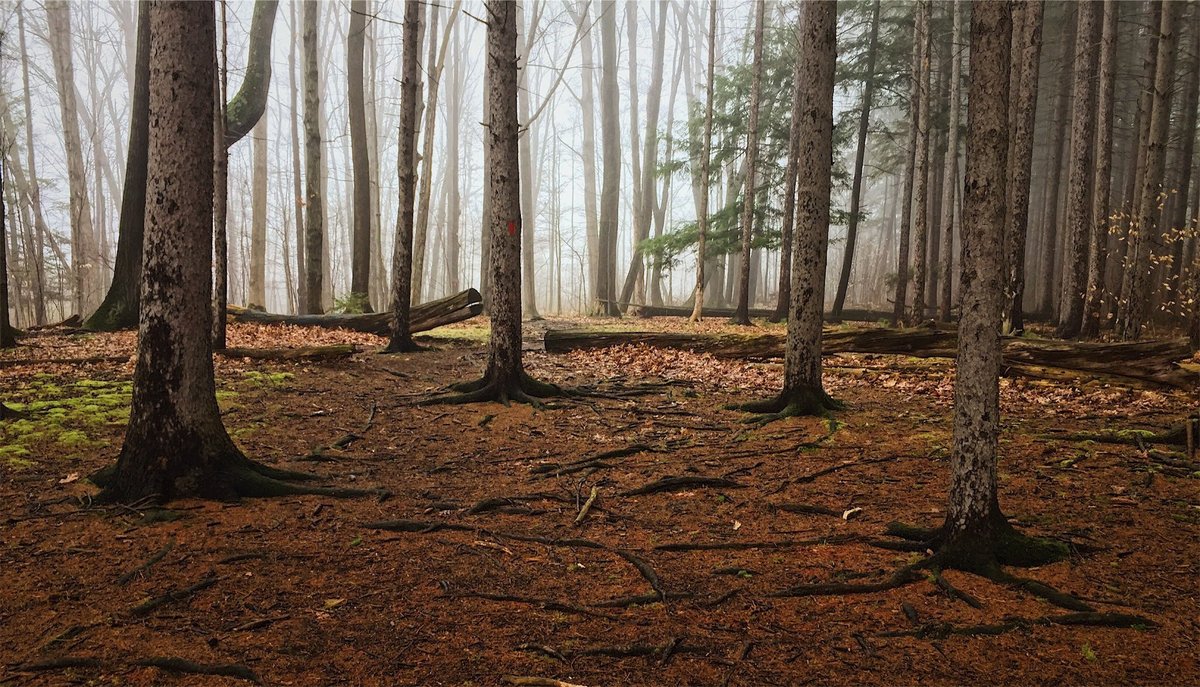 plastictides's tweet photo. #Microplastics aren't only in our waters- they've become embedded in our soils as well. These particles then enter the food chain, and can be disruptive to an entire ecosystem! Remember to reduce your plastic waste and always #LeaveNoTrace !🌲
#LiveUpstream
📸: @elsambrenner https://t.co/6ln9FjCHAh