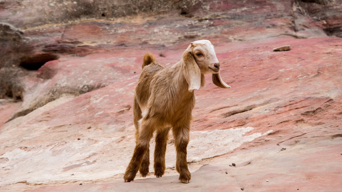 Join Dr Sarah Elliott at our next Cafe Scientifique, to discover what microscopic archaeological traces can reveal about when hunter-gatherers became the world's first farmers <a href="/CBRL_news/">CBRL</a> eventbrite.co.uk/e/cafe-sci-dis… #cafesci #Archaeological #archaeologist