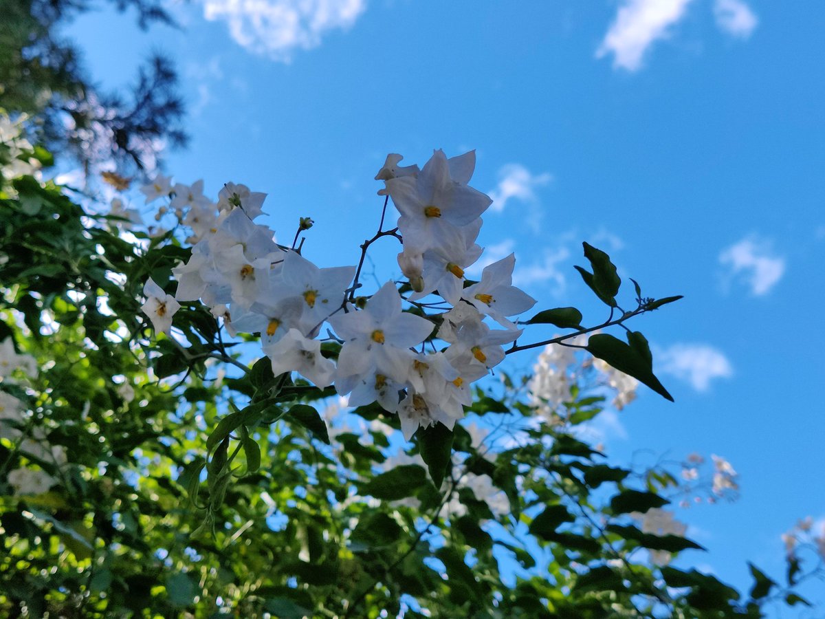 Some more samples from the primary lens captured at broad daylight. :)The first one is one of my favourites. It's simple yet elegant, I feel. Those pretty white flowers. Charming! :) #ShotOnOnePlus8T