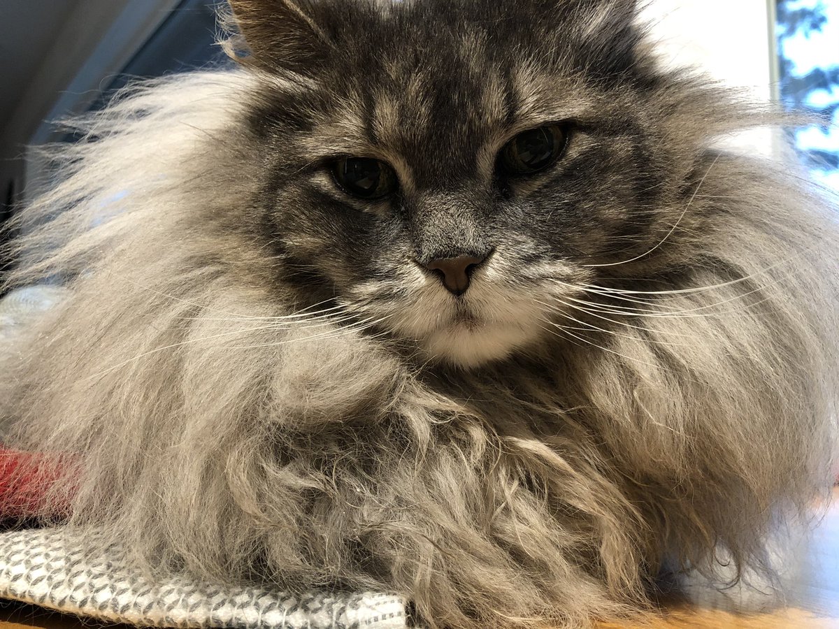 My fluffy Siberian cat