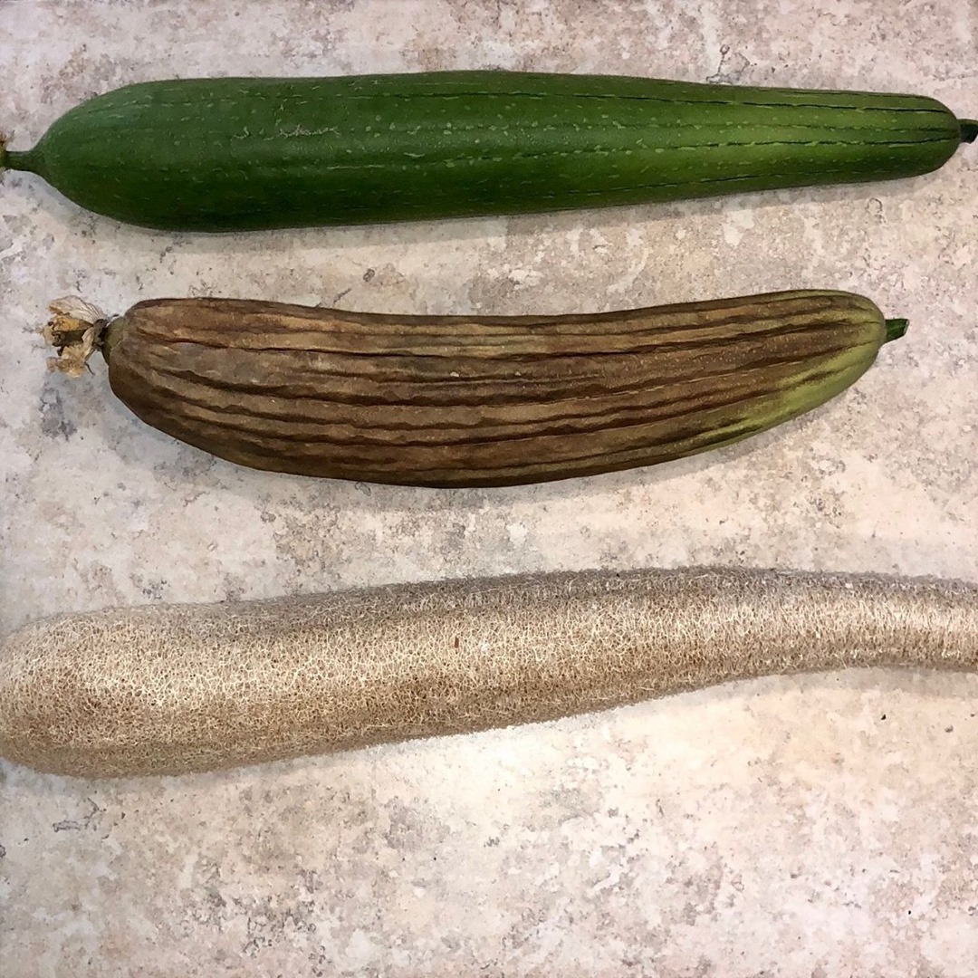 The progression of a loofah gourd! 🤩 Here we go!⁣ 📸:@brownthumbmama #luffa #loofah #gourds

💚 Get seeds delivered EVERY MONTH! 
Varieties are specific for your zip code/garden type. 
👉 urbanorganicgardener.cratejoy.com