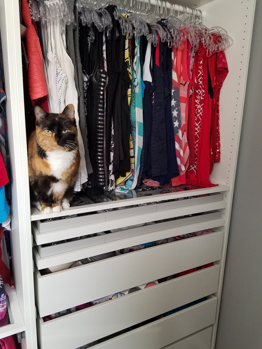 Katybug24's tweet photo. When you use Mama's open tshirt drawer as a ladder to go on an adventure... then realize things have gone horribly wrong, and your ladder to get back down is gone. #thatfacetho #notamused #cannotstoplaughing https://t.co/HGa8KeAuoe