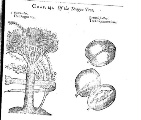It’s easy to see pre-modern cures as bogus, especially with ingredients like ~dragon’s blood~ But most are real (not mythical) ingredients that are a) used differently now or b) known by different names. Dragons blood is a red resin from the dragon-tree! #EarlyModernPeriod1/5